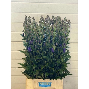 Aconitum Arendsii WarmerBros