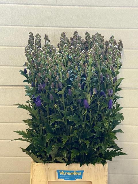 <h4>Aconitum Arendsii WarmerBros</h4>