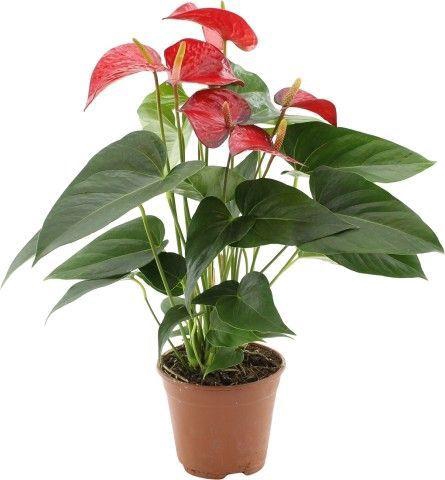 Anthurium Red Bull in transparant sleeve