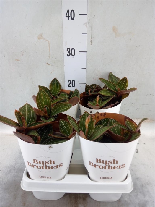 <h4>Ludisia discolor</h4>