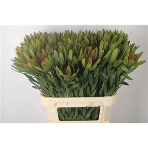 Leucad Ayoba Sky Ex Nut