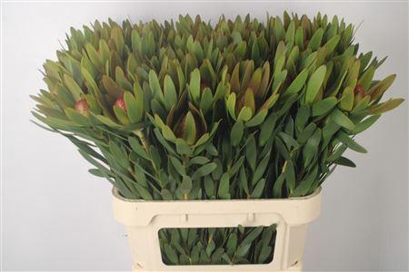 <h4>Leucad Ayoba Sky Ex Nut</h4>