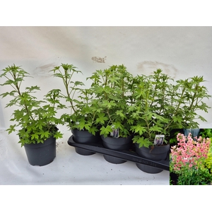 DELP R PINK SENSATIO