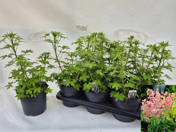 <h4>DELP R PINK SENSATIO</h4>