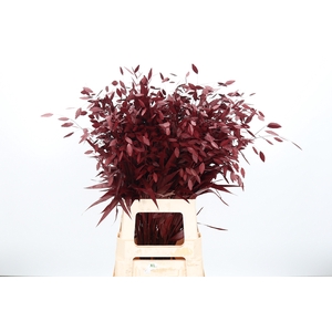 Chasmantium Kl Bh Bordeaux