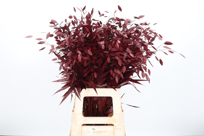 <h4>Chasmantium Kl Bh Bordeaux</h4>