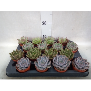 Echeveria   ...mix