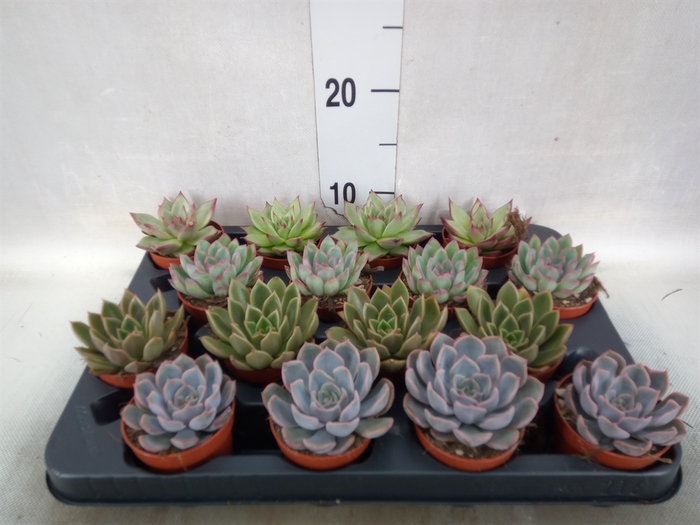 Echeveria   ...mix