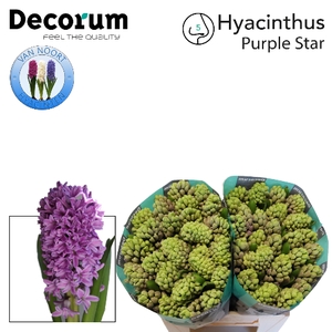 HYAC PURPLE STAR