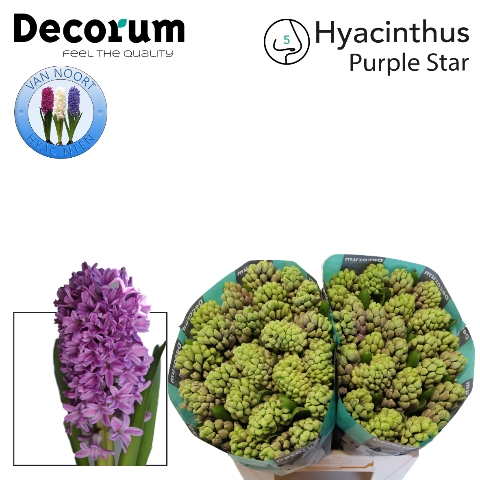 HYAC PURPLE STAR