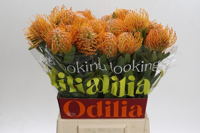 <h4>Nutans Soleil</h4>