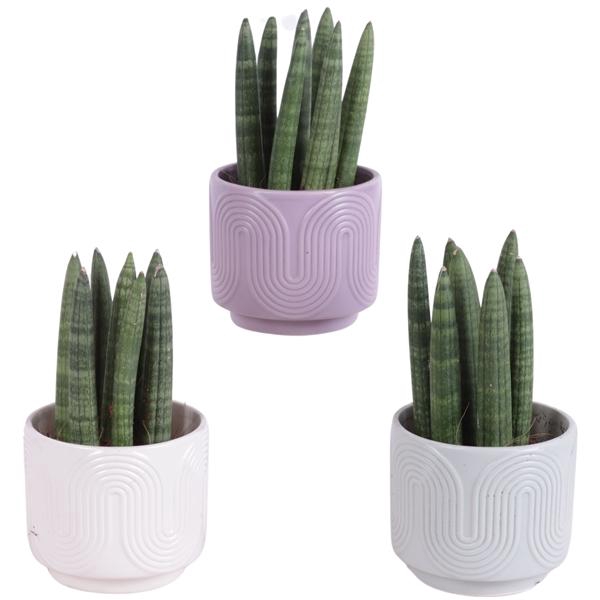 <h4>Sansevieria Cylindrica Straight 7 Leaf in Ø11cm Ceramic SE571</h4>