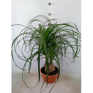 Beaucarnea recurvata