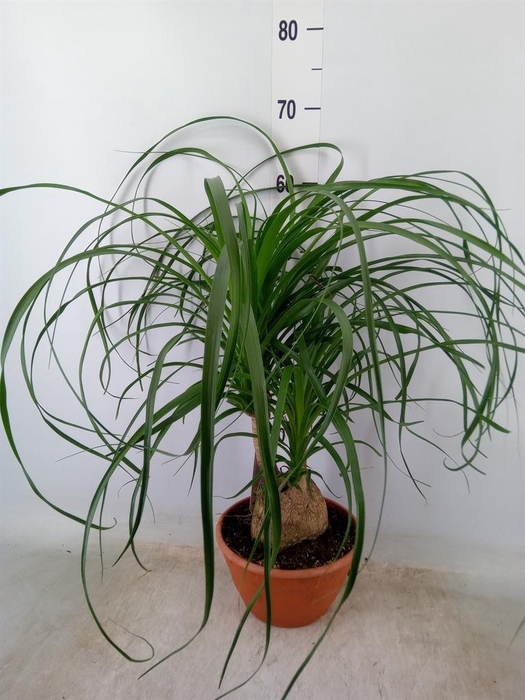 <h4>Beaucarnea recurvata</h4>