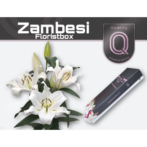 Lelies Li Ot Zambesi