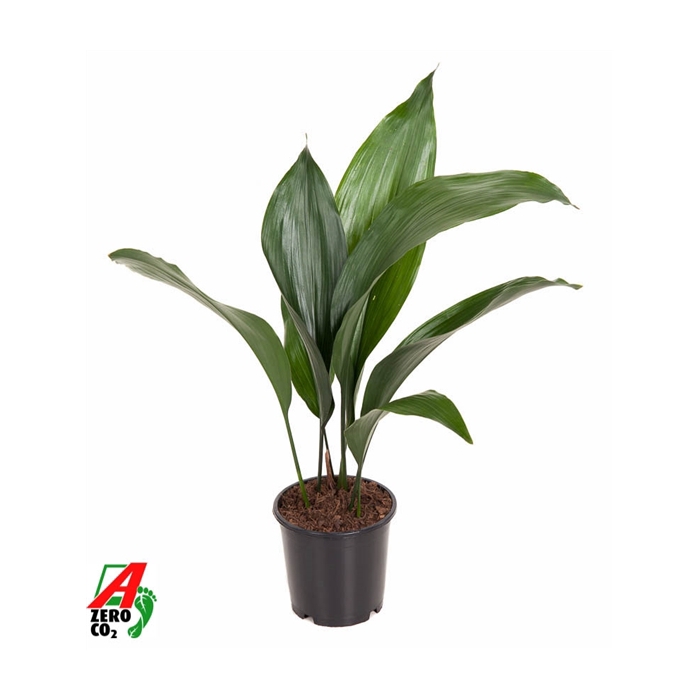 <h4>Aspidistra Elatior P13</h4>