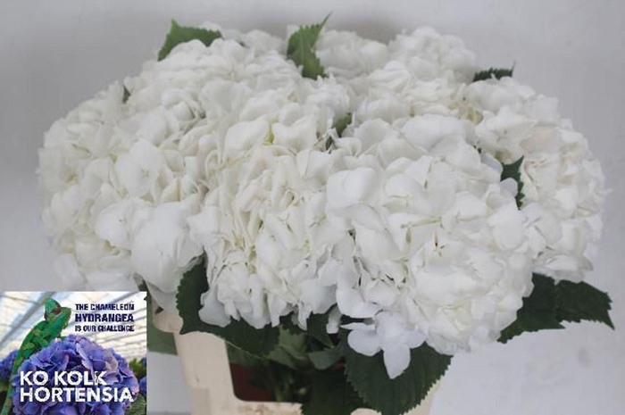 <h4>Hydrangea 'Schneeball' 20cm</h4>