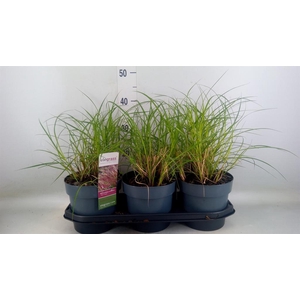 Miscanthus sin. 'Red Chief'