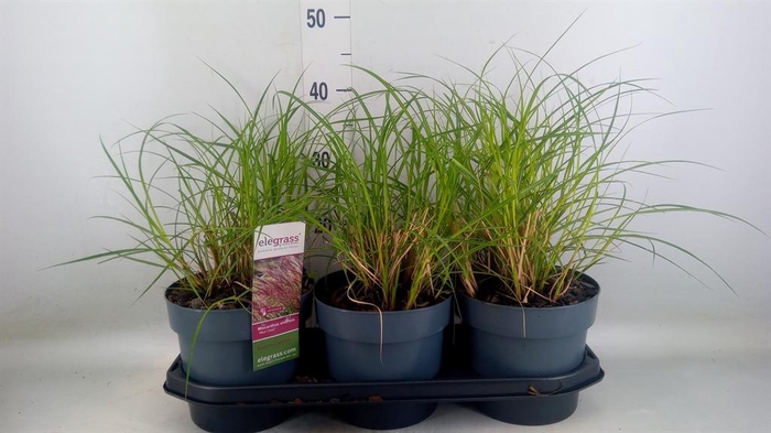 <h4>Miscanthus sin. 'Red Chief'</h4>
