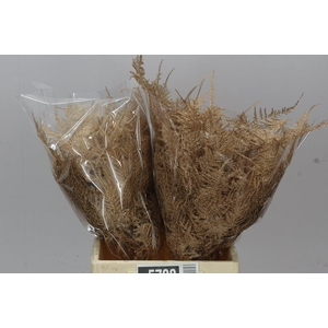 Aspa 1e Veren Antique Gold X50