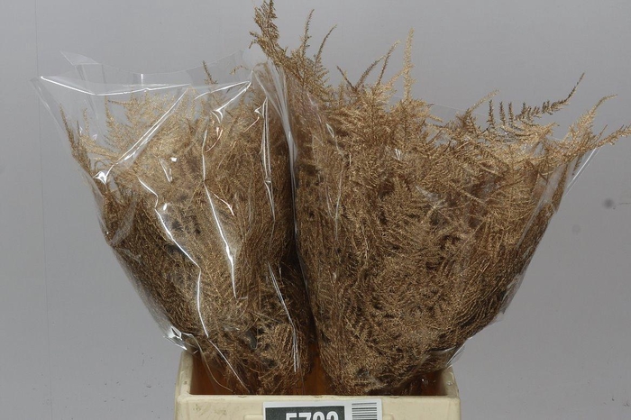 <h4>Aspa 1e Veren Antique Gold X50</h4>