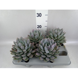 Pachyphytum  'Draco'