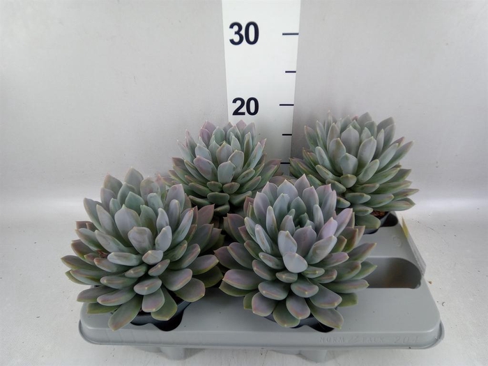 <h4>Pachyphytum  'Draco'</h4>