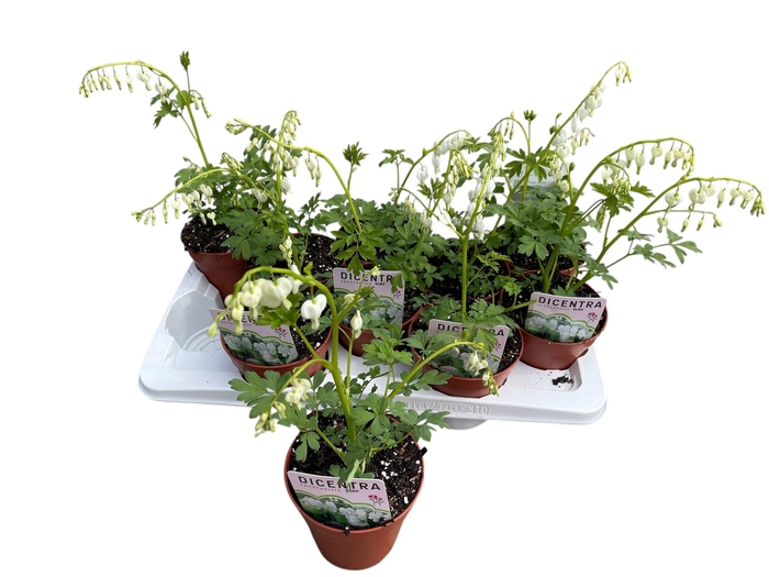 <h4>DICE SP ALBA</h4>