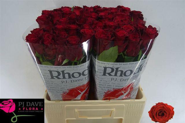 <h4>R Gr Rhodos</h4>