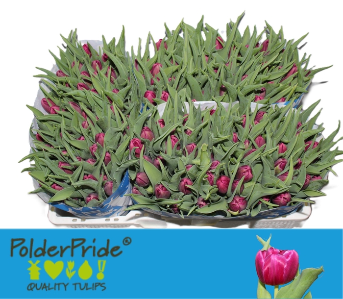 <h4>TU DU WORLD BOWL</h4>