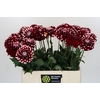 Dahlia Checkers