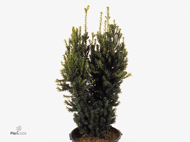 Taxus media 'Hicksii'