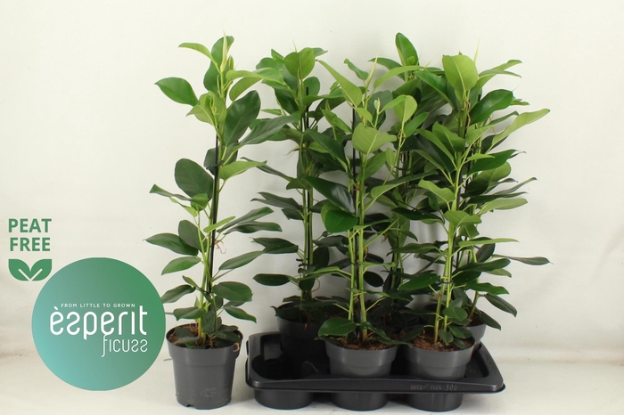 <h4>FIC MI FUJI</h4>