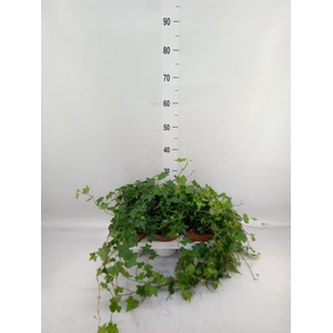 Hedera helix 'Pittsburgh'