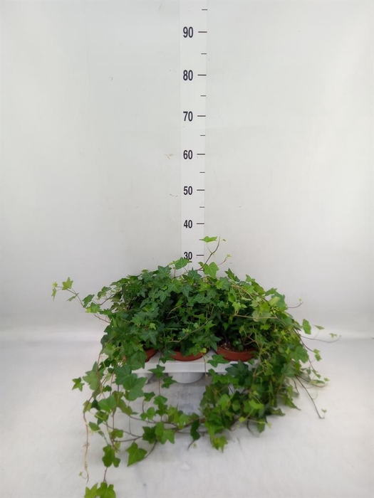 <h4>Hedera helix 'Pittsburgh'</h4>
