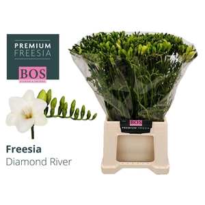 Freesia enk Diamond River