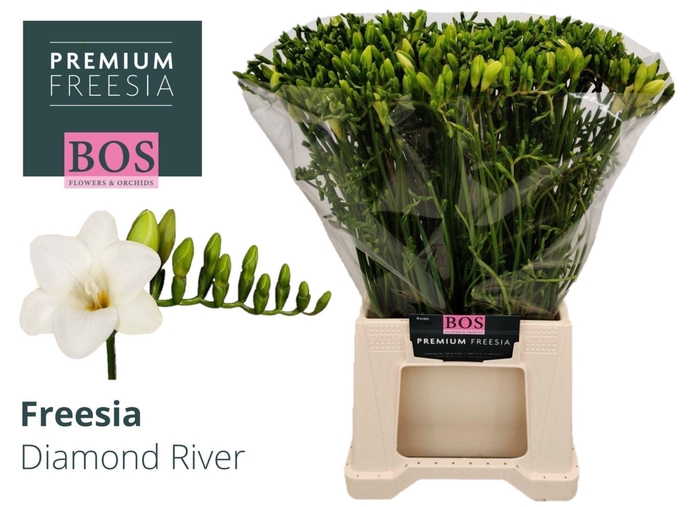 <h4>Freesia enk Diamond River</h4>