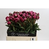 Paeonia Kansas