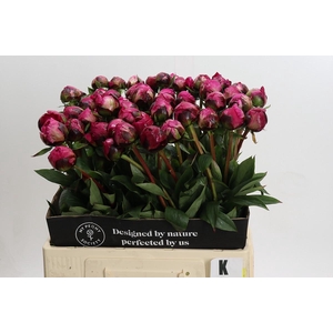Paeonia Kansas