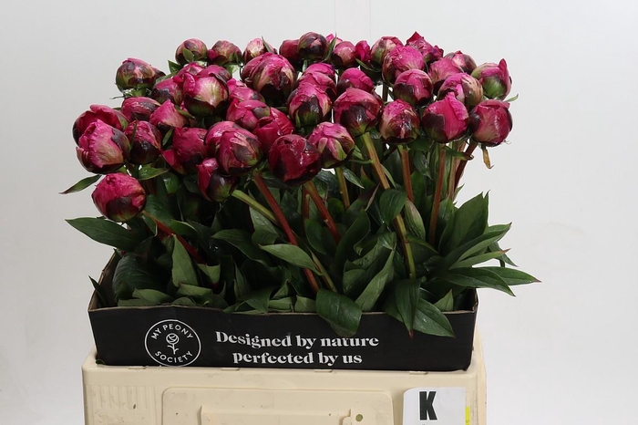 <h4>Paeonia Kansas</h4>
