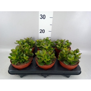 Crassula ovata