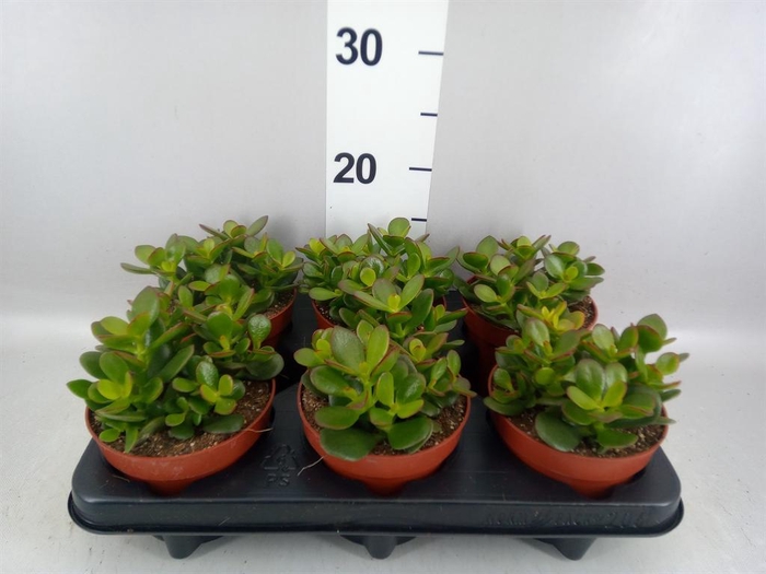 <h4>Crassula ovata</h4>