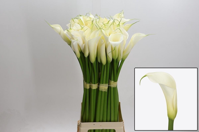 <h4>ZANT AE EYD WHITE</h4>