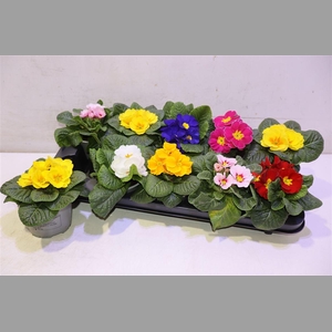 Prim Acaulis Gemengd