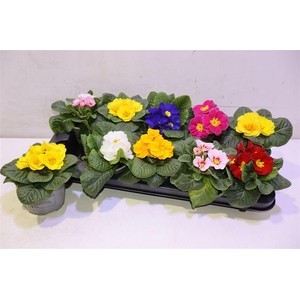 Prim Acaulis Gemengd