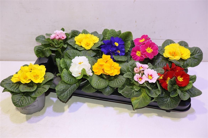 Prim Acaulis Gemengd