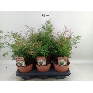 Asparagus dens. 'Cwebe'