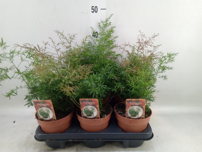 <h4>Asparagus dens. 'Cwebe'</h4>