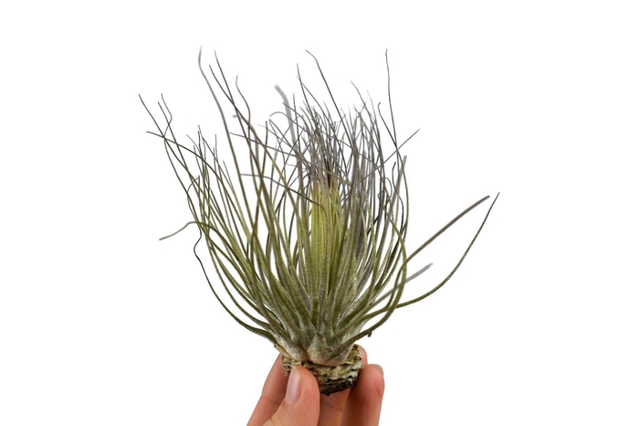 <h4>tillandsia magnusiana</h4>