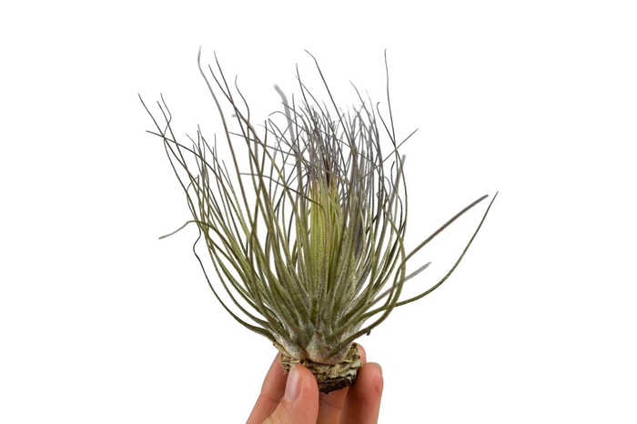 <h4>tillandsia magnusiana</h4>